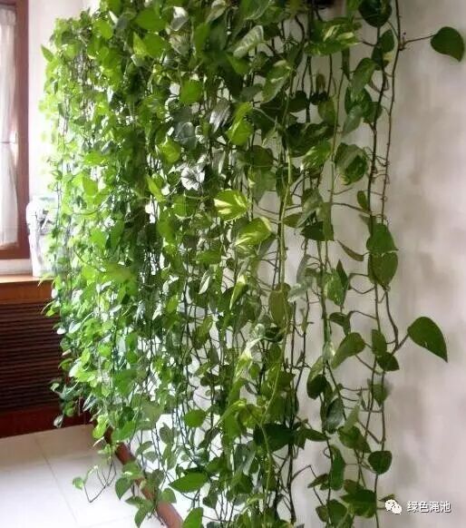 原来绿萝要这么养才叶片大藤蔓长!难怪我家的总稀稀拉拉黄死了!