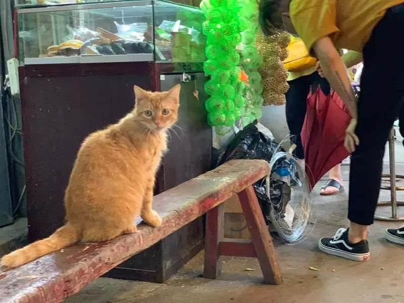 去花鸟市场买宠物_南昌宠物花鸟鱼木市场_济南买宠物去哪个市场