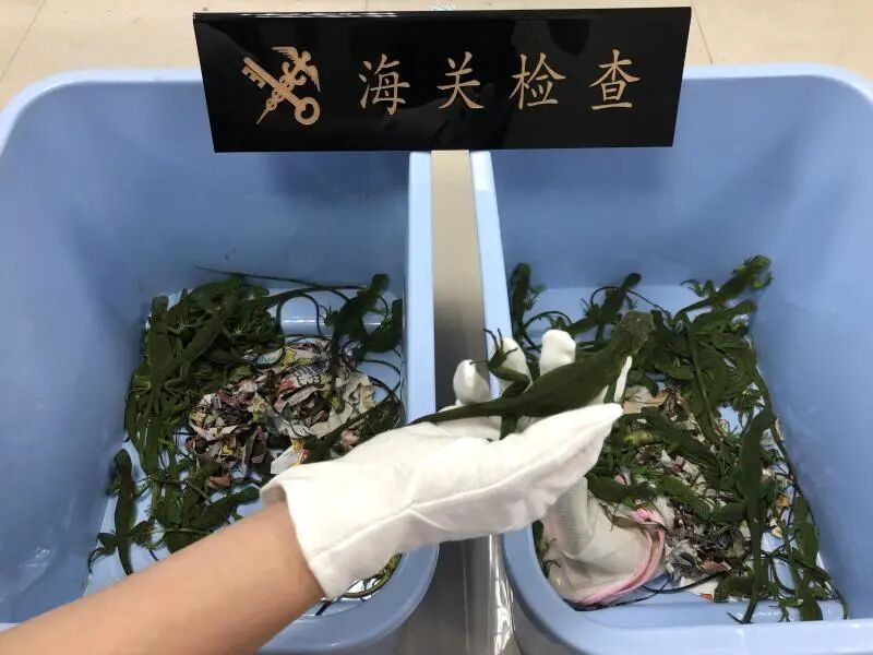 还有人从国外寄来20多只果蝠标本？海淘代购注意了，邮寄蜥蜴、盆景入境，可能会入刑（组图） - 6