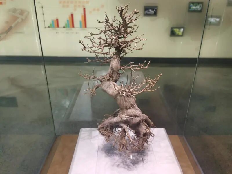 还有人从国外寄来20多只果蝠标本？海淘代购注意了，邮寄蜥蜴、盆景入境，可能会入刑（组图） - 7