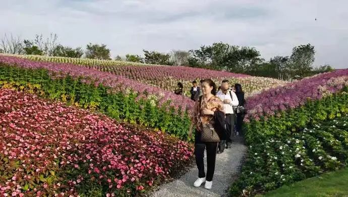 这是什么神仙景色 花博会来了 崇明的夜空从未如此闪亮 上观新闻 上海观察 微信公众号文章