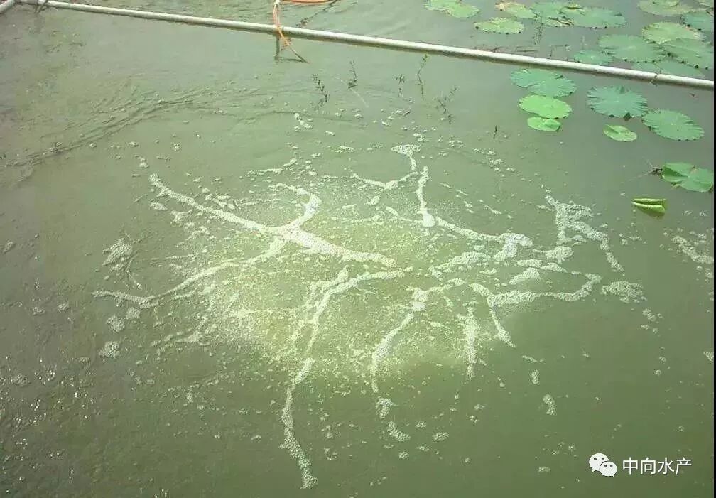 水产养殖中如何根据水色变化判断水质好坏 中向水产 微信公众号
