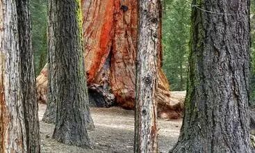 红木对于腰酸背痛的功效！