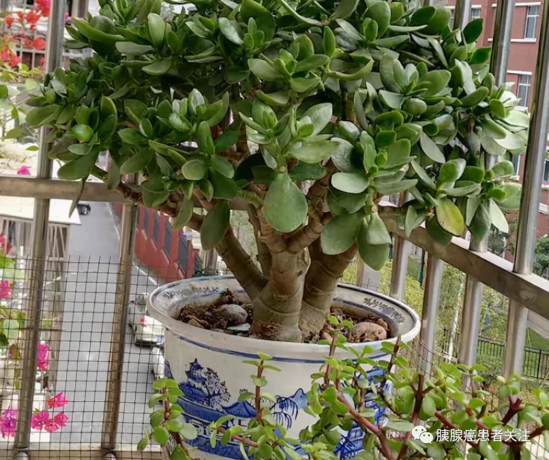 这4种花值得养 寿命长达几十年 还能作传家宝 全网搜