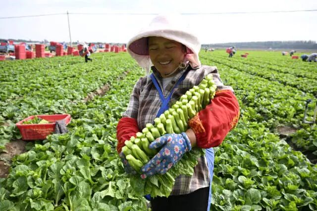 南方农村报 张植宏 拍摄