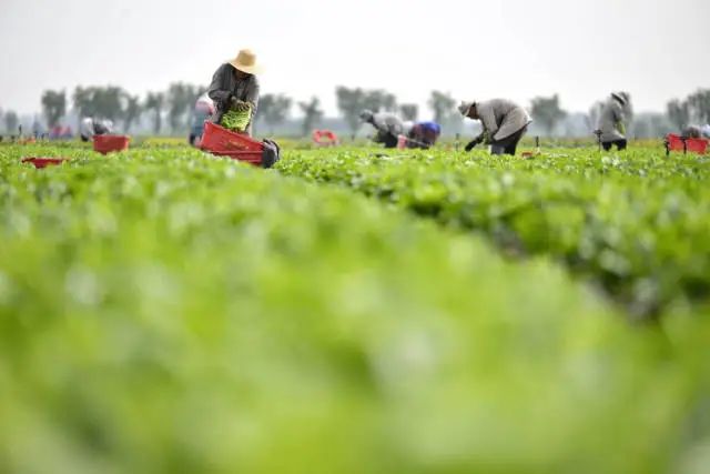 南方农村报 张植宏 拍摄