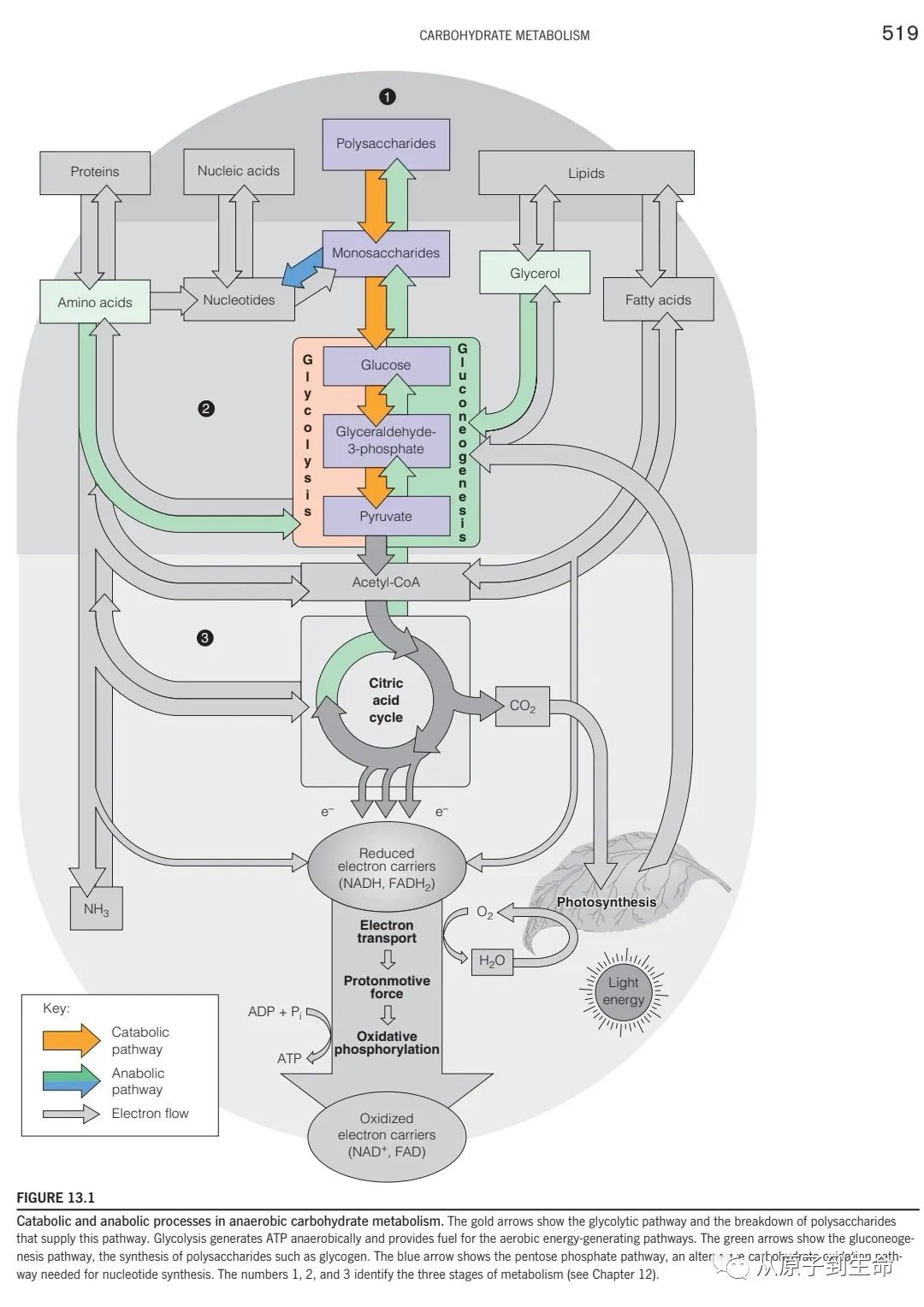 糖代谢思维导图葡萄糖在人体中的合成与利用碳水化合物代谢从口中一种
