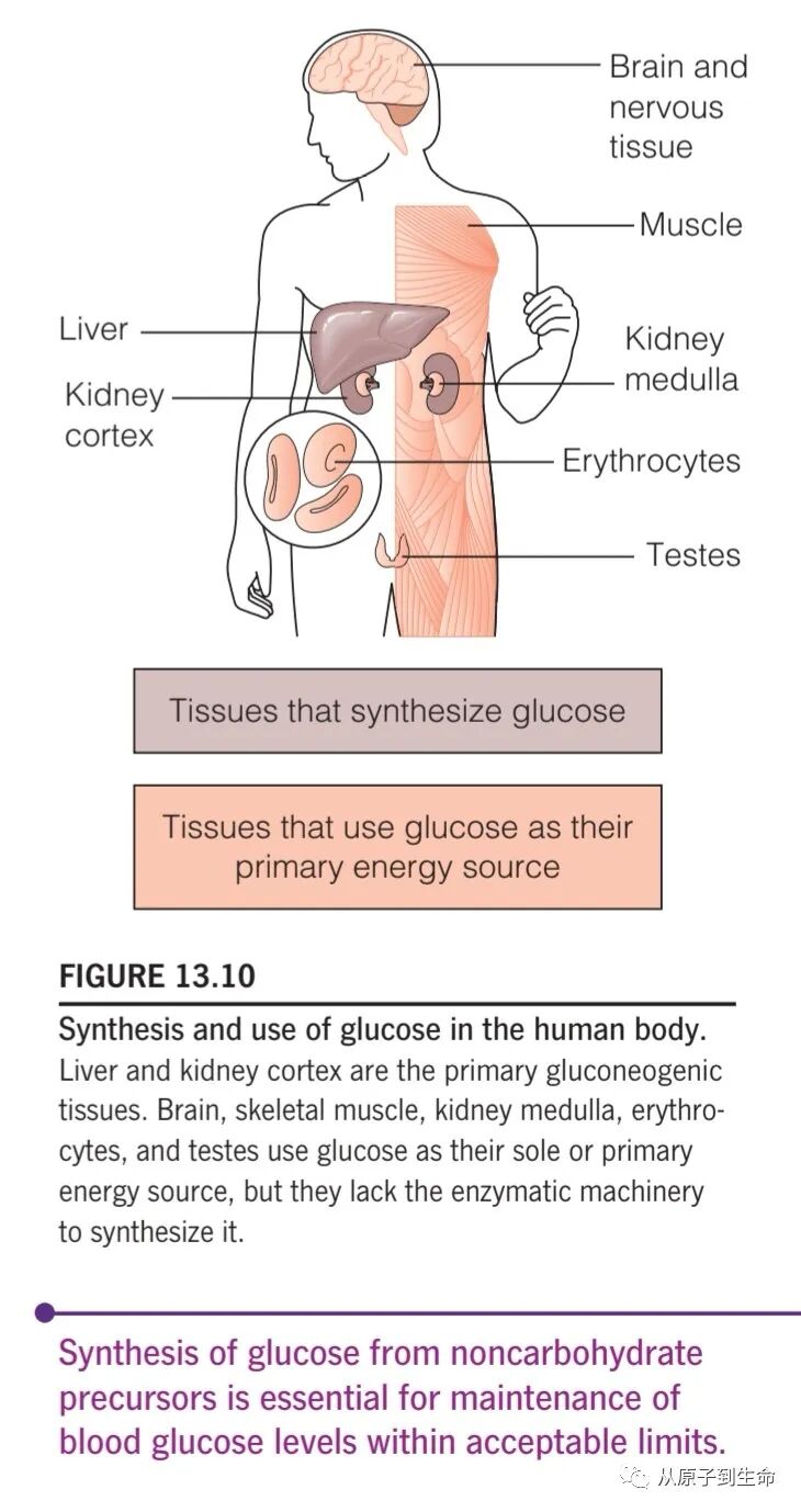 人体代谢系统——从细胞到整体代谢