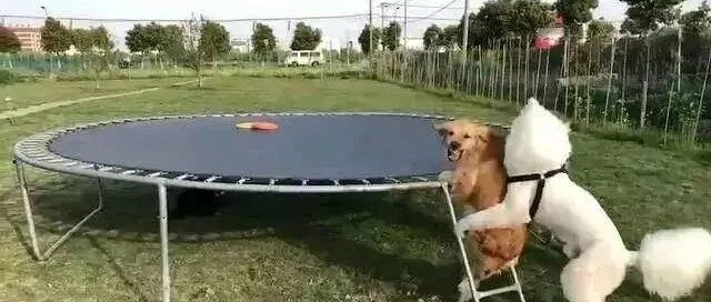 因为胖，金毛上不去蹦床，萨摩想帮忙没想到...