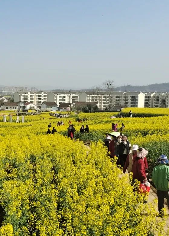 陕西西乡油菜花图片