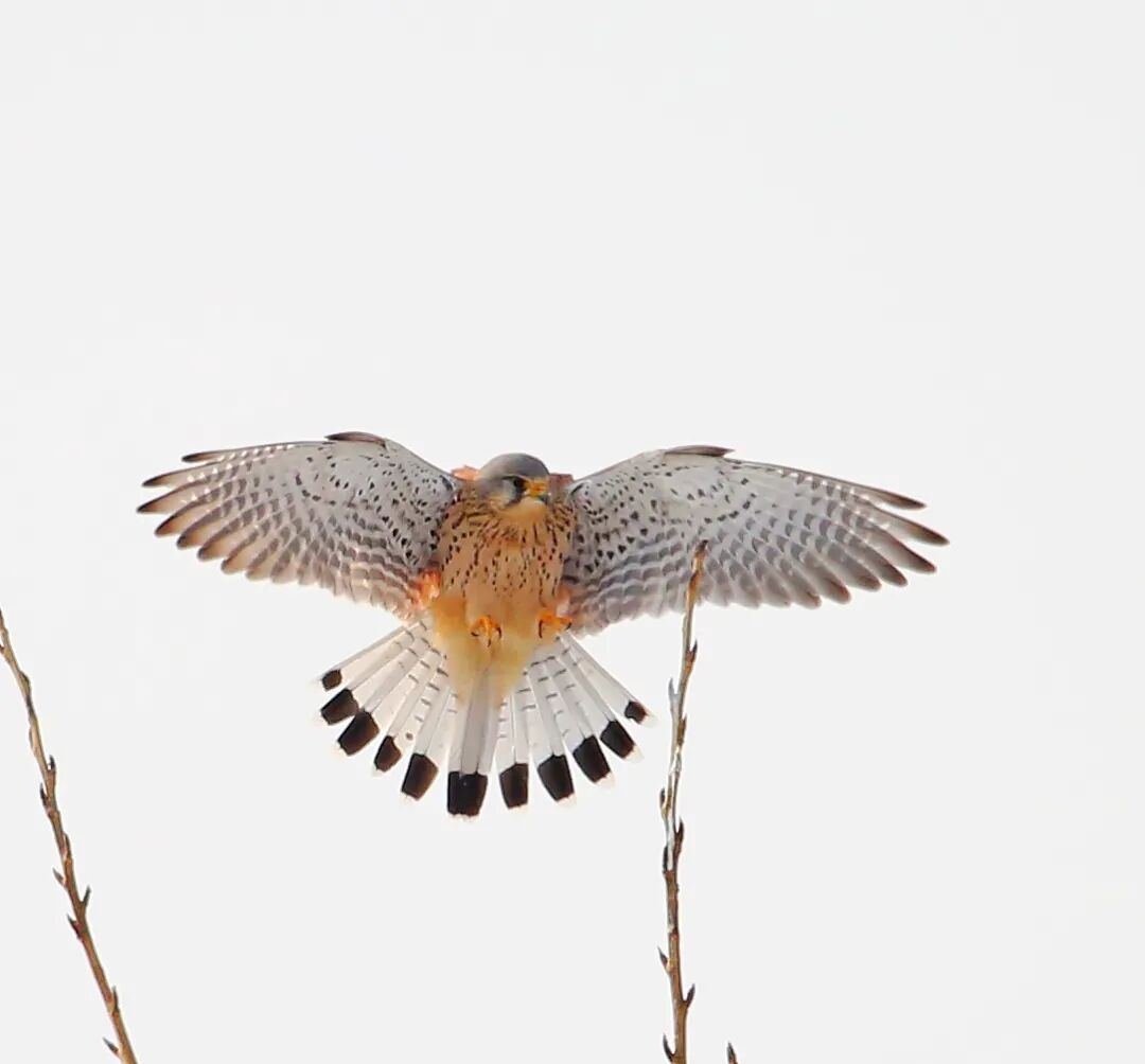 见过的几种猛禽 观鸟者 微信公众号文章阅读 Wemp