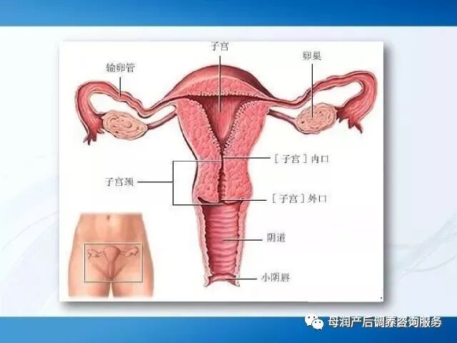 子宫脱垂不能被忽视的秘密！