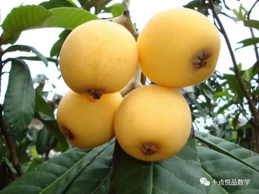 宁海白枇杷，提前预定，价格实惠