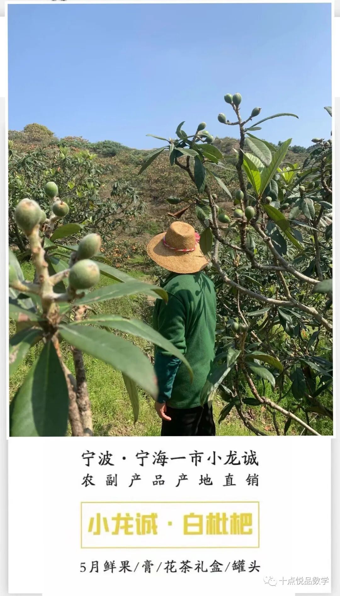 宁海白枇杷，提前预定，价格实惠