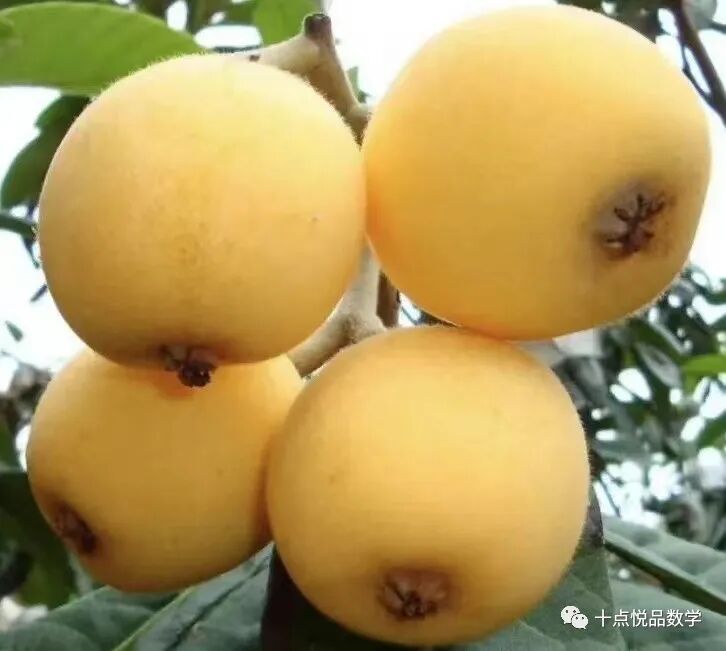 宁海白枇杷，提前预定，价格实惠