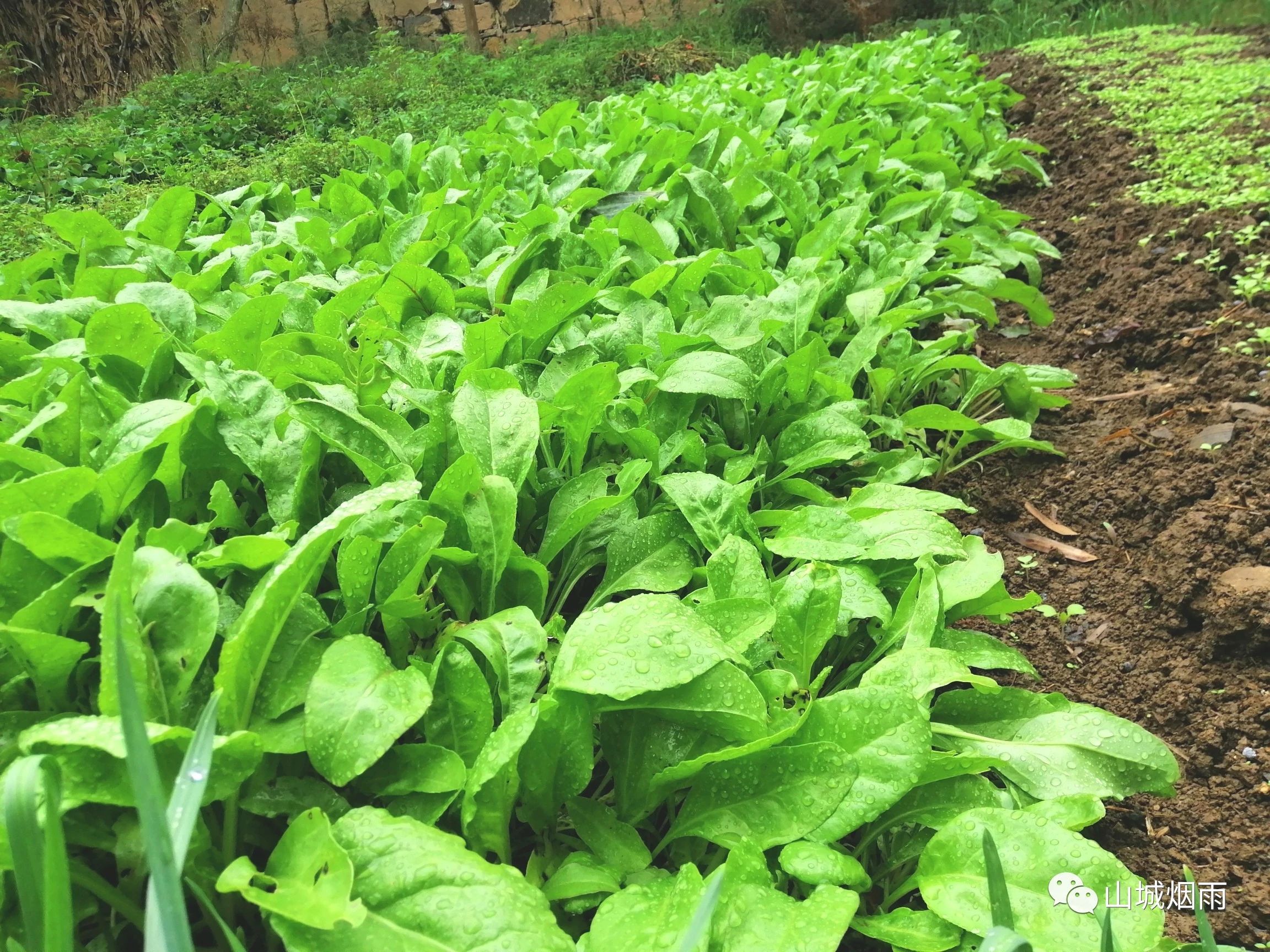 种豆南山下 草盛豆苗稀 晨兴理荒秽 带月荷锄归 道狭草木长 夕露沾我衣 衣沾不足惜 但使愿无违 山城烟雨