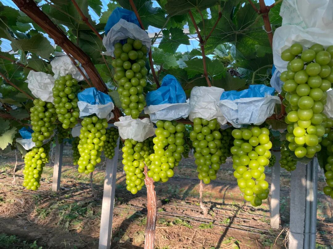 巨峰风物之巨峰果园:巨峰葡萄熟了!