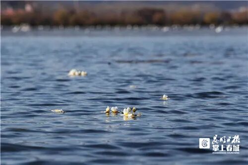 一度在滇池消失的海菜花，悄然开了！