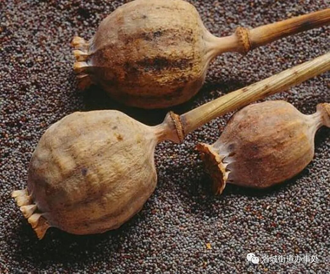 蒴果上切割,可渗出白色浆汁,把浆汁凉干,就成为棕黑色的胶状物—鸦片