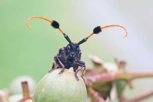 桔斑簇天牛的正面有几分滑稽 草,菌