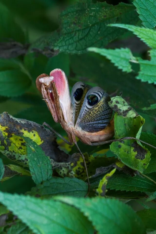 孔雀螳受惊后展开翅膀威吓 羽