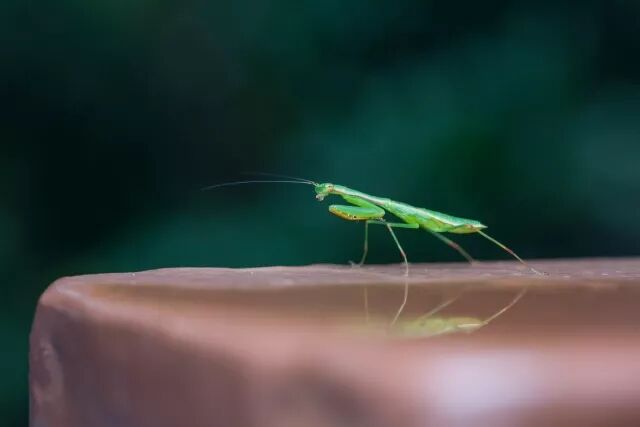 摄影组|西双版纳的自然力量