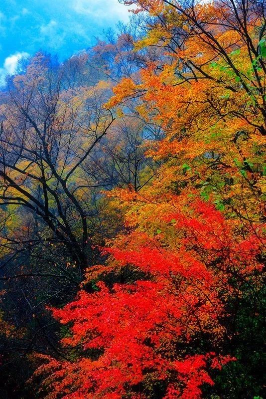 四川最美的15個紅葉區，一到秋天就燃成一片片紅海！ 旅行 第16張