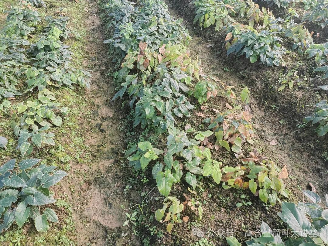 影响淫羊藿生长的最强外界因素：土壤湿度