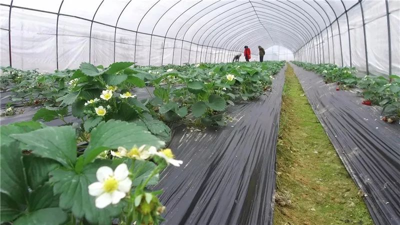 扶贫路上的“巾帼风范”