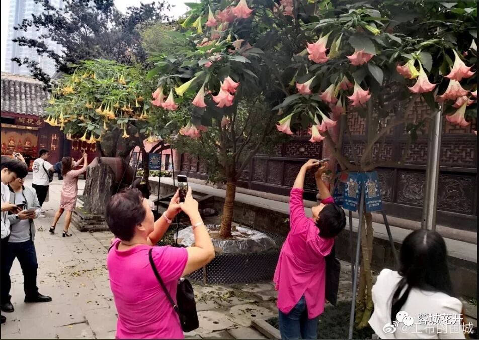 大慈寺为什么种有毒的花 烟火处 微信公众号文章阅读 Wemp