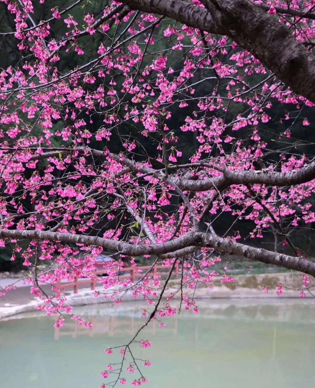 美好春日,一起奔赴一场樱花!