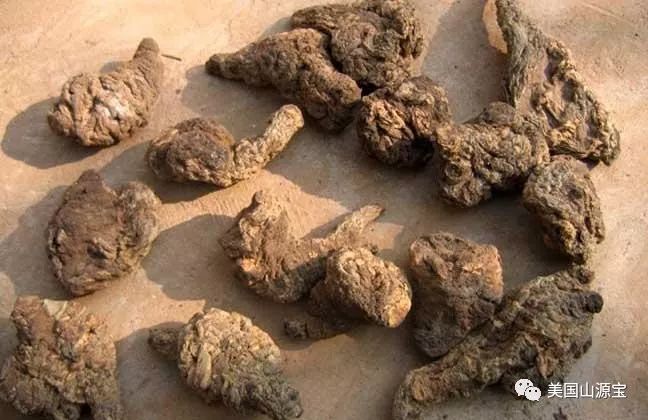 学习中药知识之---芜荑(驱虫药)