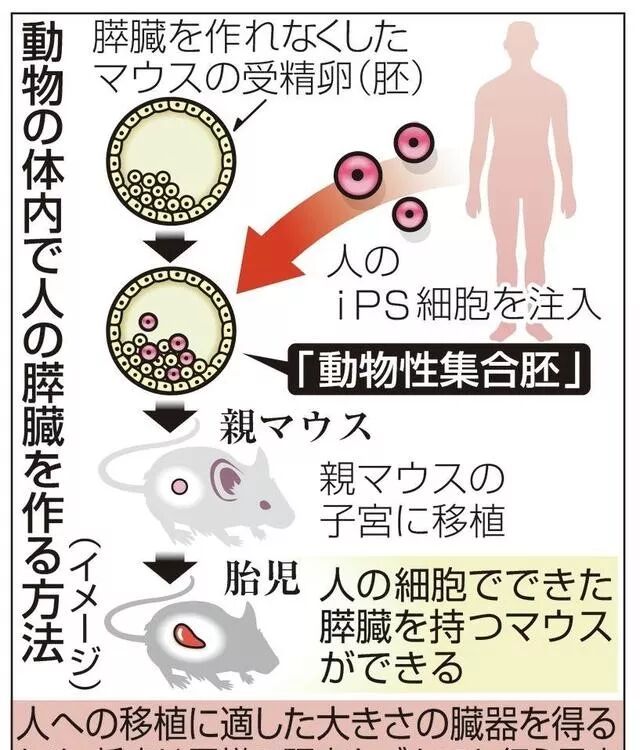 日本政府批准人兽杂交胚胎计划 让老鼠长出人类器官 猜字谜大全 微信公众号文章阅读 Wemp