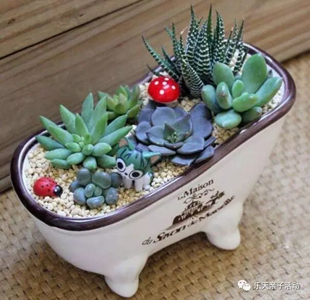 种植多肉diy 每个家庭认领2-3颗多肉,创意花盆,卡通装饰品,五彩石等