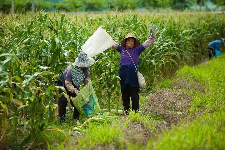 太二团云南香糯小玉米
