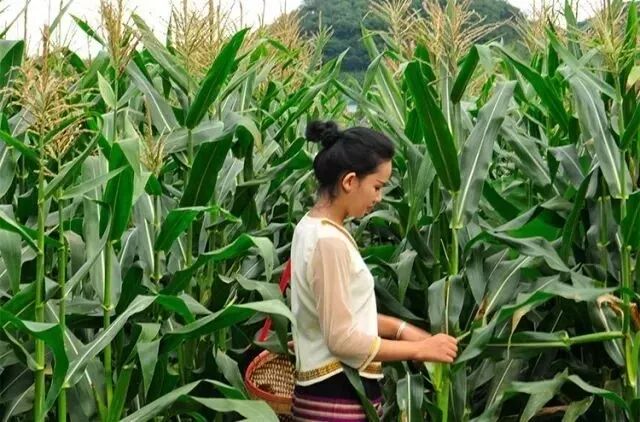 太二团云南香糯小玉米