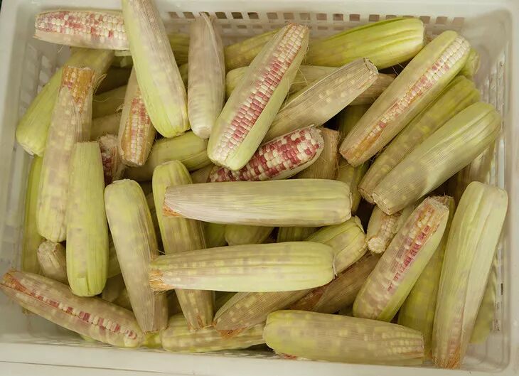 太二团云南香糯小玉米