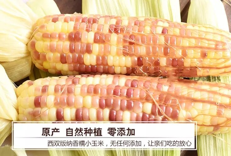 太二团云南香糯小玉米