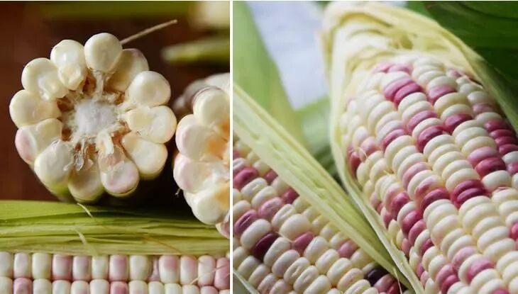 太二团云南香糯小玉米