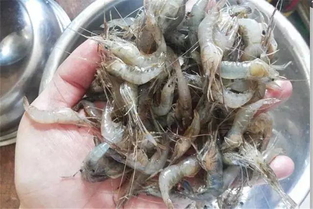 _ 罗汉鱼肠炎预防_罗汉鱼 食