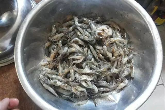  罗汉鱼肠炎预防__罗汉鱼 食