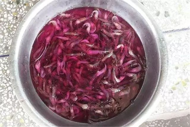 _ 罗汉鱼肠炎预防_罗汉鱼 食