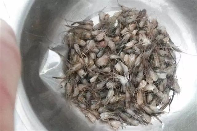  罗汉鱼肠炎预防_罗汉鱼 食_
