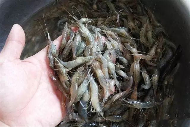 罗汉鱼 食__ 罗汉鱼肠炎预防