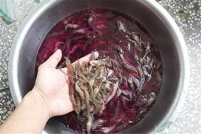 _ 罗汉鱼肠炎预防_罗汉鱼 食