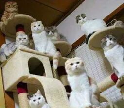 格式刷的作用是什么_格式刷的作用是_格式刷刷的是什么