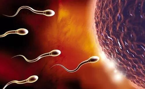 精子营养之谜：人类为什么不能纵欲的原因（上）