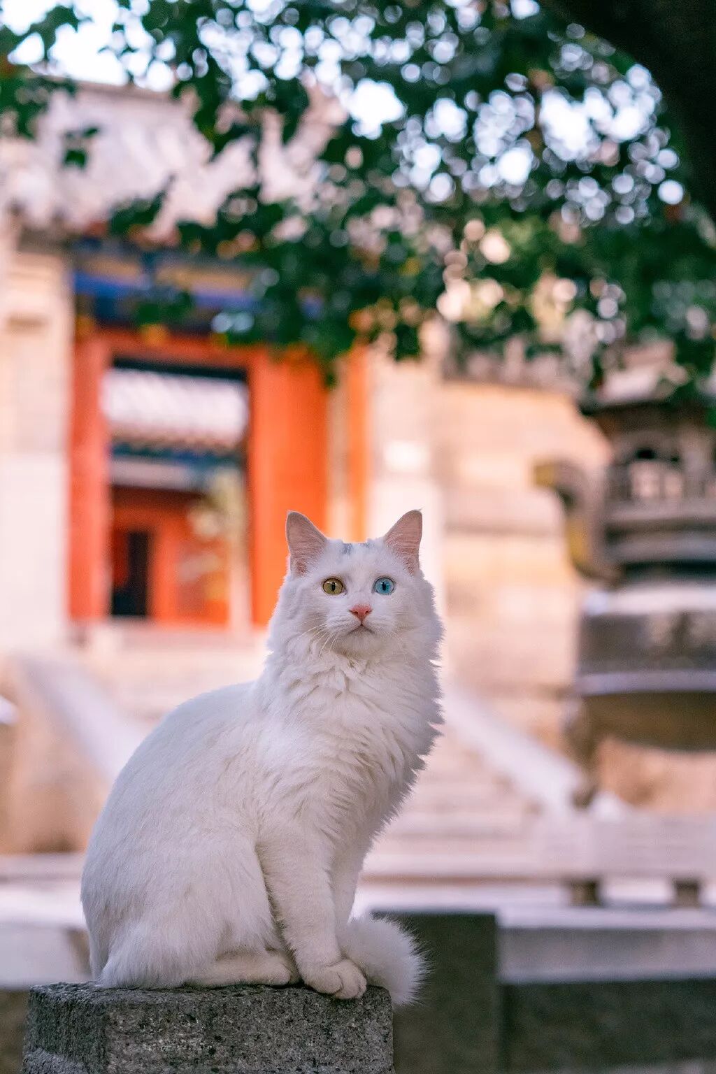 7年走遍全国，拍摄40000张治愈猫片，被评为：中国拍猫第一人，他的故事 