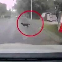 宠物狗冲上路撞坏私家车，主人负全责~