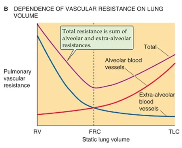 什么是气体陷闭难！温故未必能知新——肺通气_https://www.jmylbn.com_新闻资讯_第33张